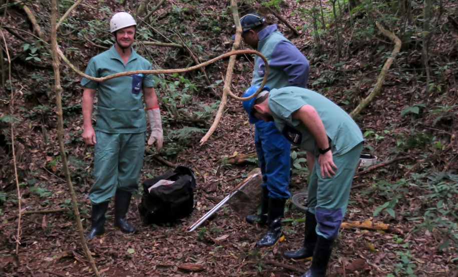 Raiva dos herbívoros: atuação da Adapar protege rebanhos e saúde pública
