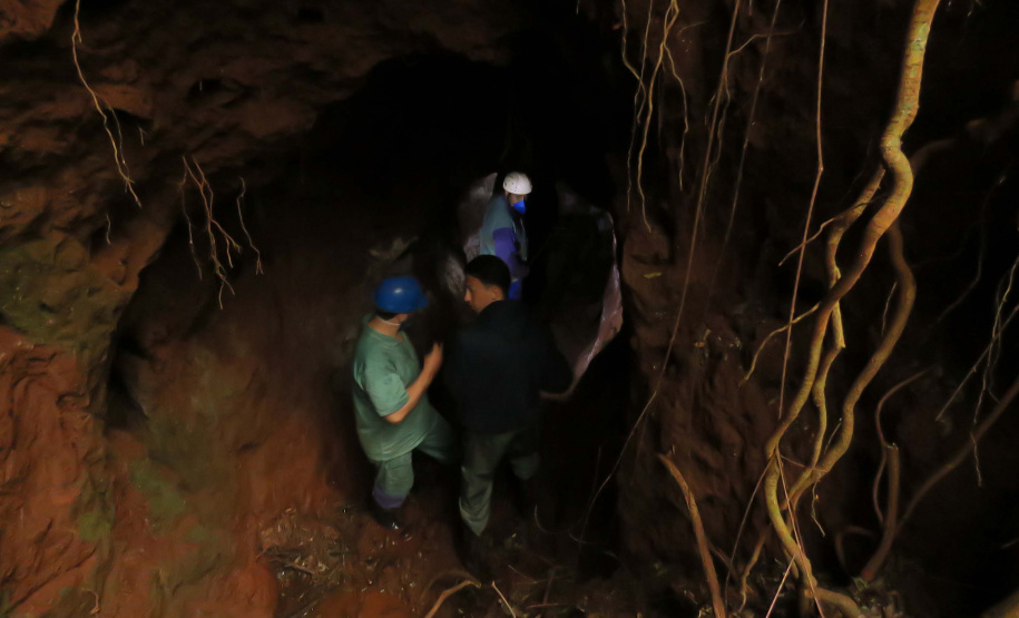 Raiva dos herbívoros: atuação da Adapar protege rebanhos e saúde pública