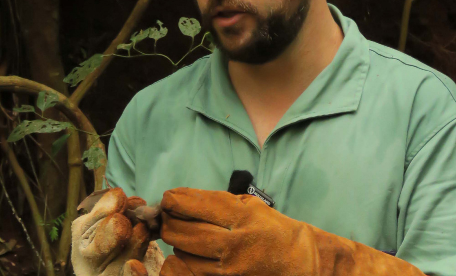 Raiva dos herbívoros: atuação da Adapar protege rebanhos e saúde pública