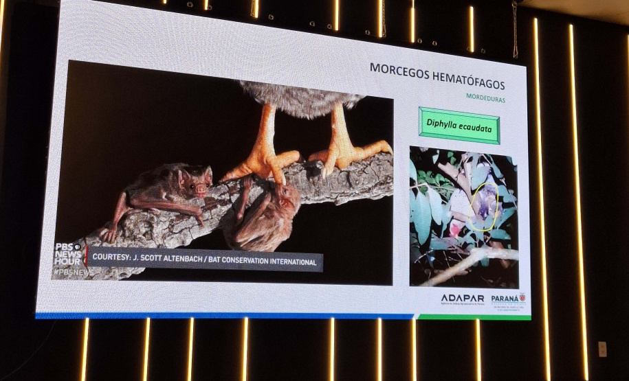 Adapar conscientiza municípios do Oeste sobre os riscos da  raiva dos herbívoros