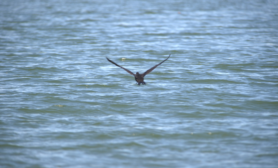Guardiões da Fauna: IAT promove ação de educação ambiental em parceria com o Parque das Aves, em Foz do Iguaçu