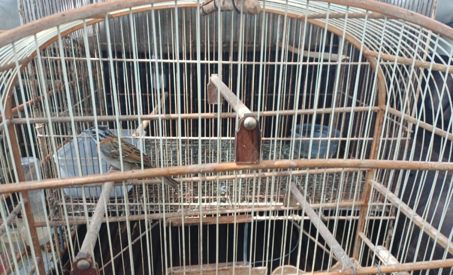 Técnicos do Instituto Água e Terra (IAT) resgataram seis aves silvestres que eram mantidas em cativeiro irregular em Umuarama