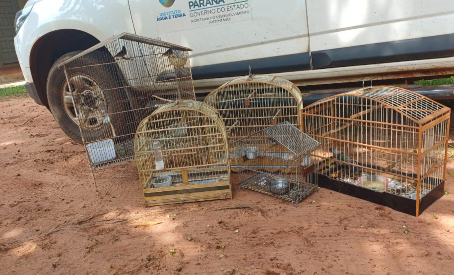Técnicos do Instituto Água e Terra (IAT) resgataram seis aves silvestres que eram mantidas em cativeiro irregular em Umuarama