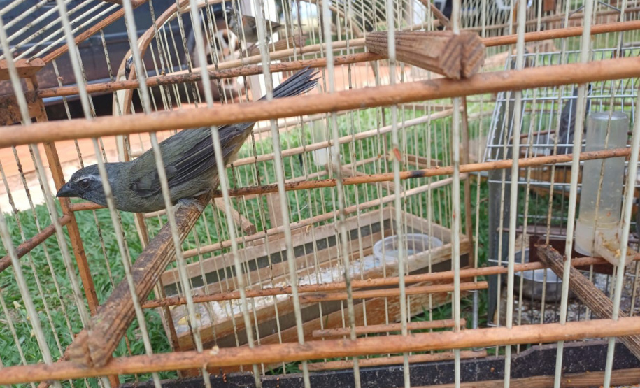 Técnicos do Instituto Água e Terra (IAT) resgataram seis aves silvestres que eram mantidas em cativeiro irregular em Umuarama