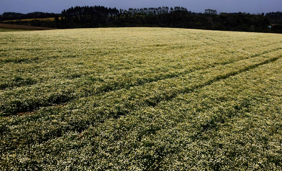 Paraná consolida liderança na produção de camomila e movimenta R$ 15 milhões no campo