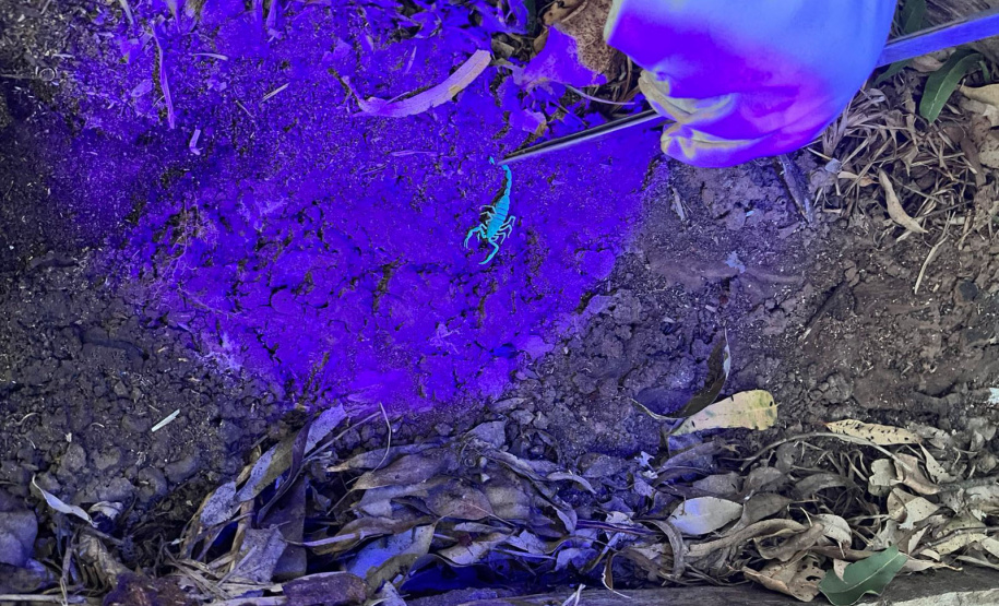 19ª Regional de Saúde de Jacarezinho / Sesa-PR