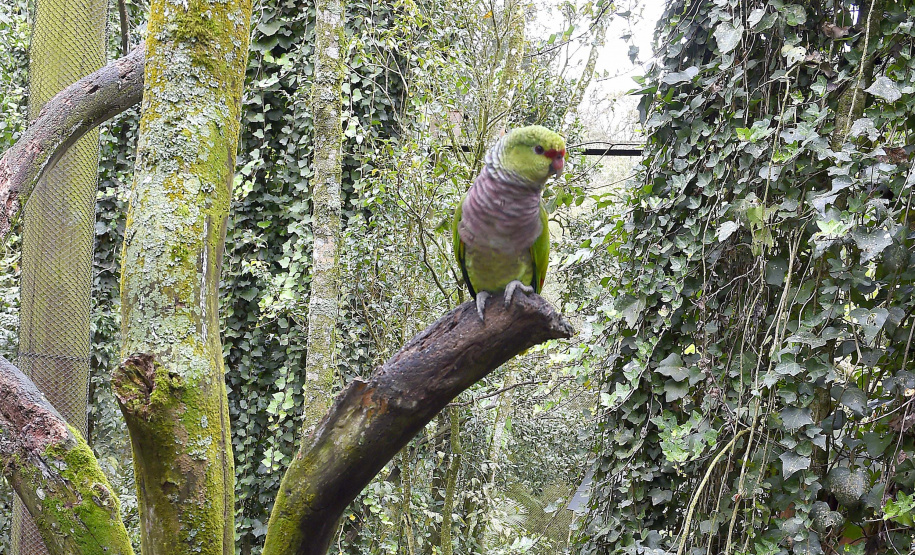 Guardiões da Fauna: IAT promove ação de educação ambiental em parceria com o Parque das Aves, em Foz do Iguaçu