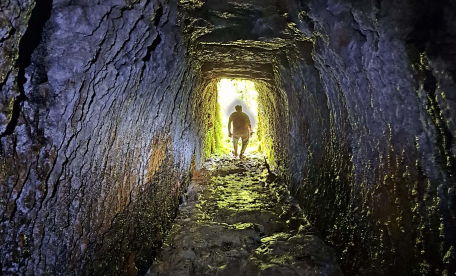 Raiva dos herbívoros: atuação da Adapar protege rebanhos e saúde pública