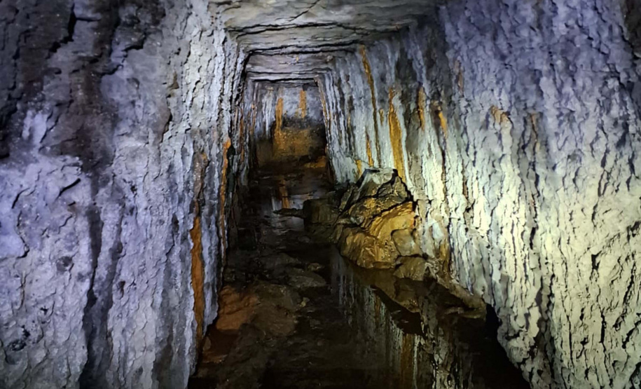 Raiva dos herbívoros: atuação da Adapar protege rebanhos e saúde pública