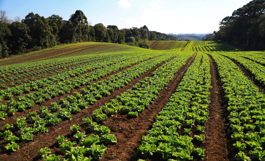 Ciência a serviço do campo: Paraná investe R$ 14,7 milhões em nova fase do programa de orgânicos
