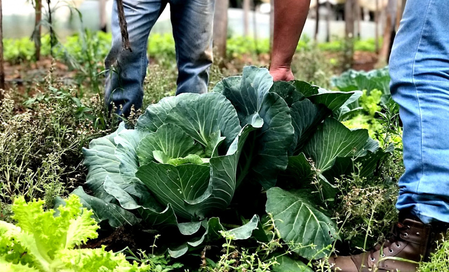 Ciência a serviço do campo: Paraná investe R$ 14,7 milhões em nova fase do programa de orgânicos