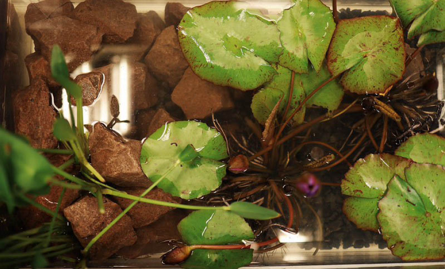 Sanepar é destaque em simpósio nacional sobre wetlands no tratamento de esgoto