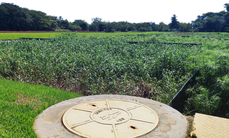 Sanepar aumenta eficiência do sistema de tratamento de esgoto com inspiração em ecossistemas naturais