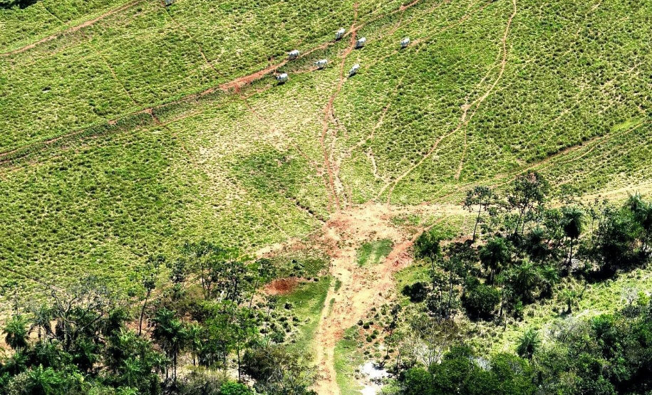 Operação Mata Atlântica em Pé: PMPR aplica mais de R$ 19 milhões em multas