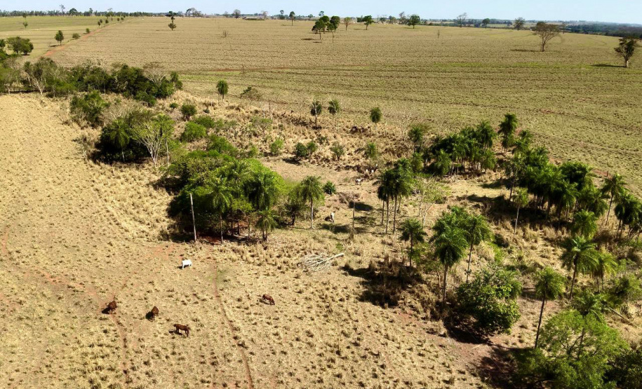 Operação Mata Atlântica em Pé: PMPR aplica mais de R$ 19 milhões em multas