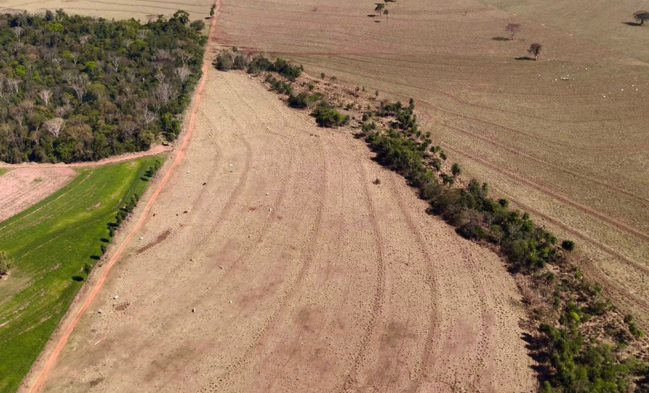 Operação Mata Atlântica em Pé: PMPR aplica mais de R$ 19 milhões em multas
