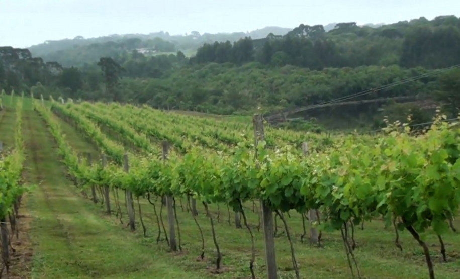 TV Paraná Turismo destaca a excelência da produção de vinhos e cervejas do Estado