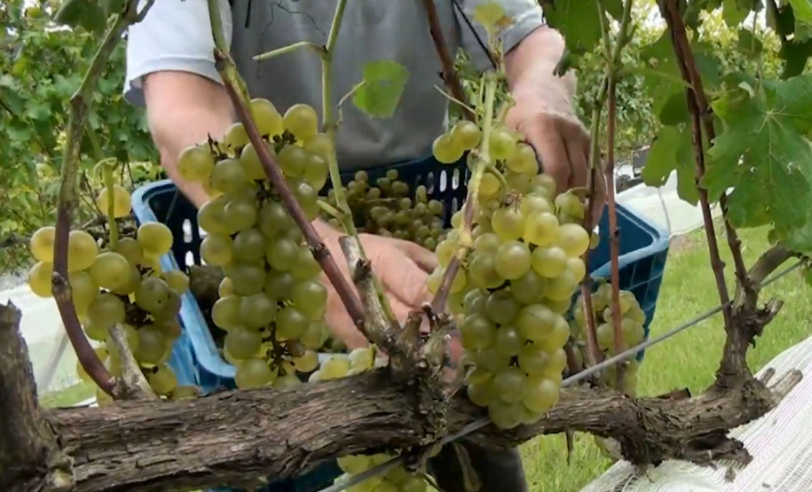 TV Paraná Turismo destaca a excelência da produção de vinhos e cervejas do Estado
