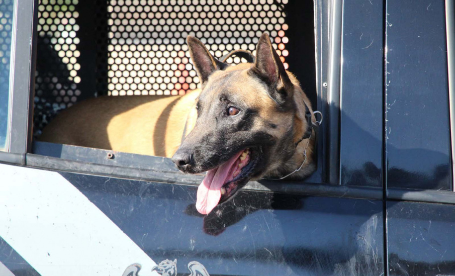 Inscrições para a 1ª Cãocorrida da Companhia com Cães da PMPR encerram nesta segunda (20)