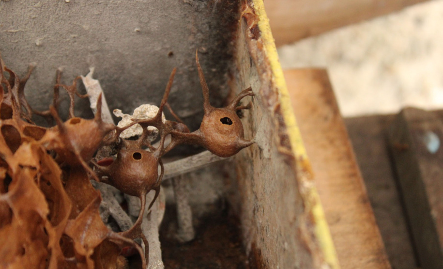 Abelhas sem ferrão transformam escolas do Paraná em laboratórios vivos de educação ambiental