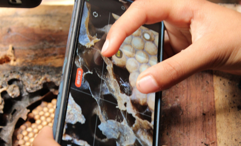 Abelhas sem ferrão transformam escolas do Paraná em laboratórios vivos de educação ambiental