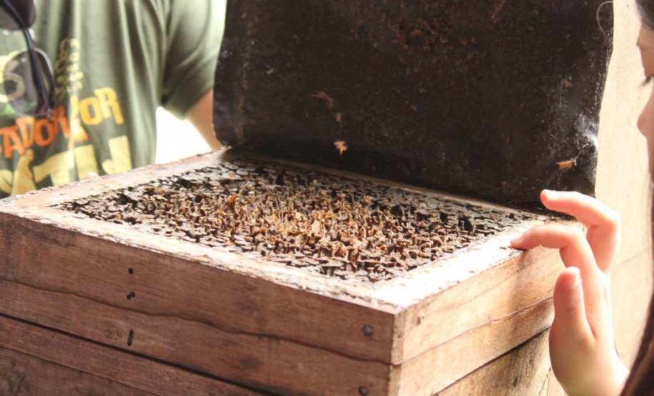 Abelhas sem ferrão transformam escolas do Paraná em laboratórios vivos de educação ambiental