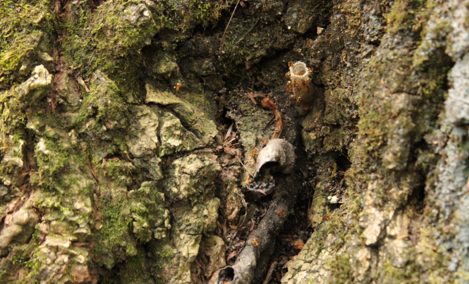 Abelhas sem ferrão transformam escolas do Paraná em laboratórios vivos de educação ambiental