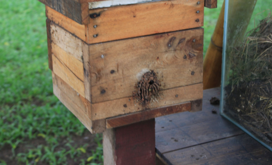 Abelhas sem ferrão transformam escolas do Paraná em laboratórios vivos de educação ambiental