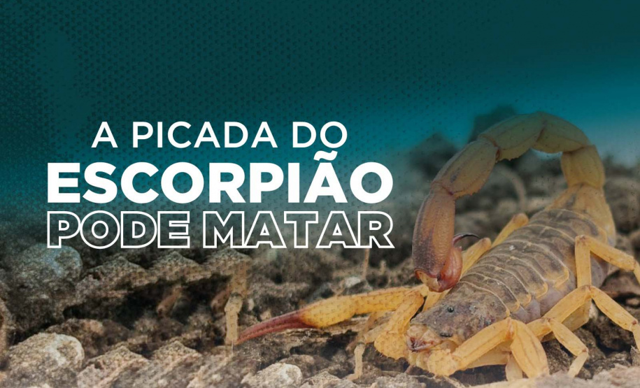 Saúde distribui material que orienta a população sobre acidentes com escorpiões