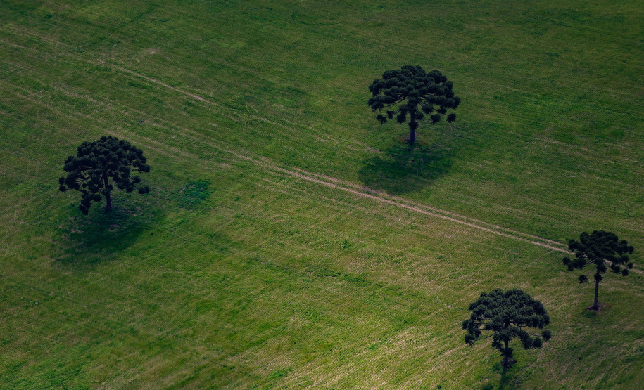 TRF4 mantém vitória do Paraná sobre legislação ambiental e dá segurança aos agricultores