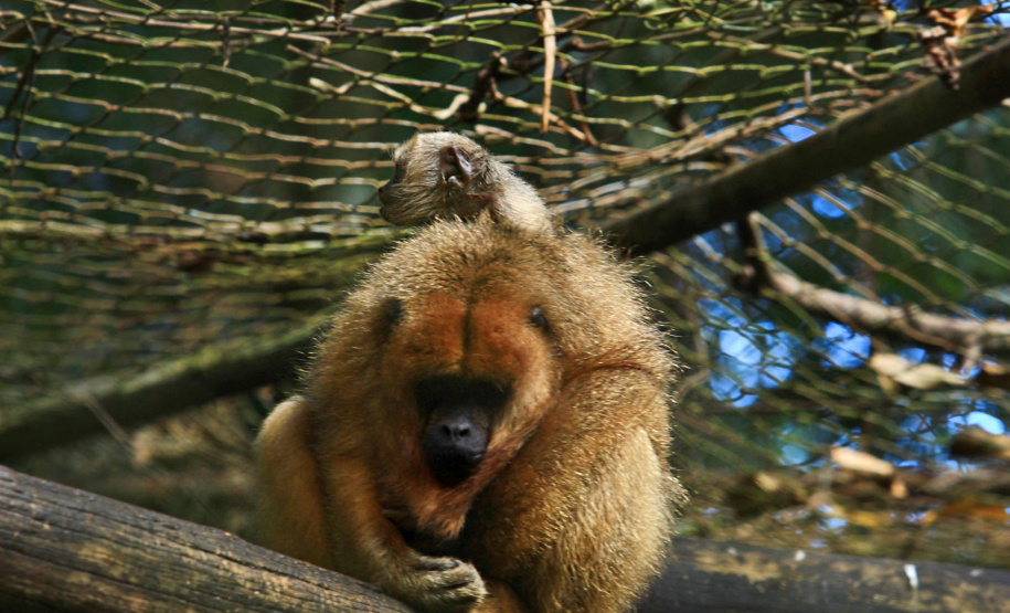 Zoológico Municipal de Cascavel ocupa uma área de cerca de 20 hectares de mata nativa e abriga diversos animais ameaçados de extinção.