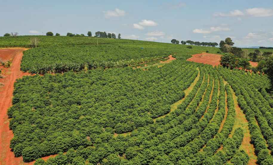 Prêmio Café Qualidade Paraná reconhece melhores produtores do Estado