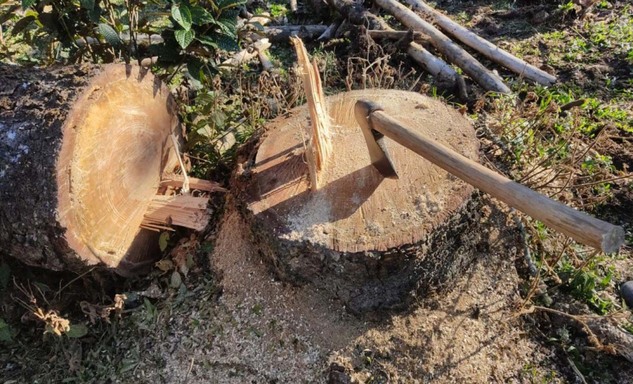 PCPR prende homem por desmatar 106 hectares de floresta em Rio Azul
