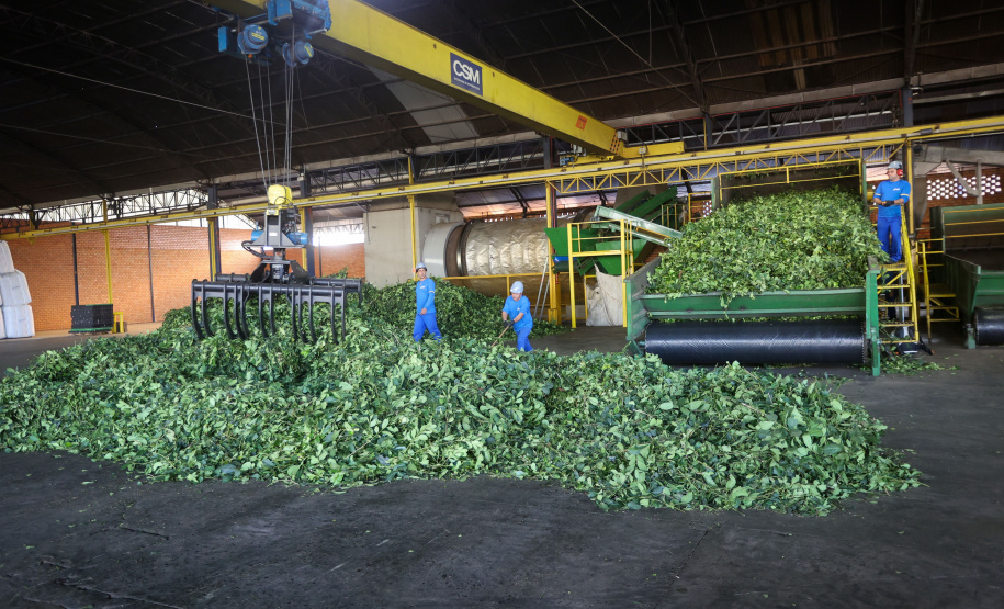 FUNDAÇÃO ARAUCÁRIA - NAPI Erva-Mate vai impulsionar inovação e sustentabilidade na cadeia produtiva