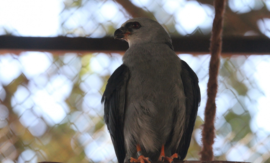 IAT - Soltura gavião