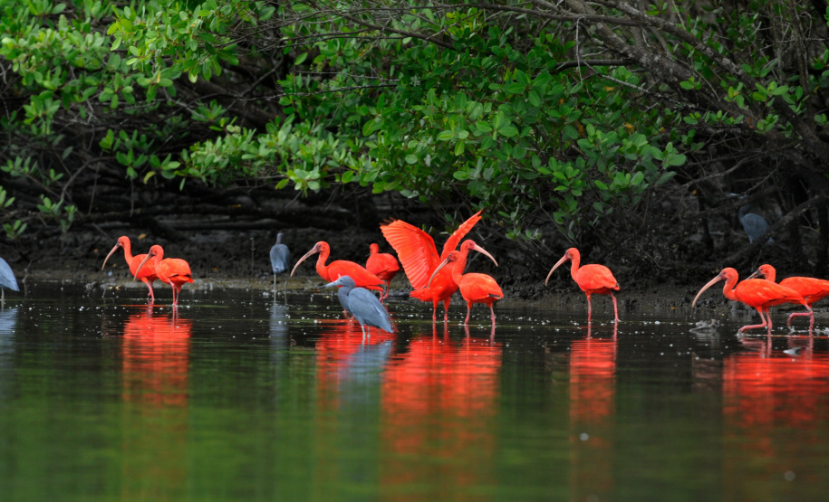 VIAJE PARANÁ - Experiências turísticas do Paraná são destaque em guia nacional durante a COP30