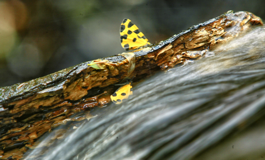 Trinta espaços ambientais do Paraná estarão abertos ao público durante o feriado prolongado da Consciência Negra
