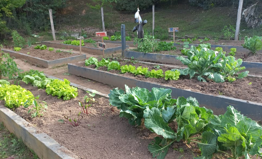 Hortas nutrem novos saberes e escolhas saudáveis nas escolas da rede pública do Paraná