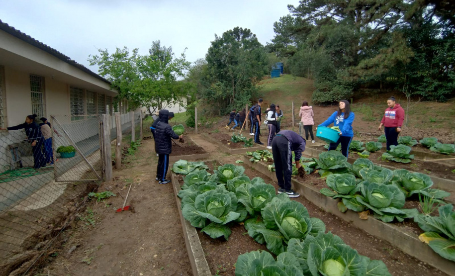 Hortas nutrem novos saberes e escolhas saudáveis nas escolas da rede pública do Paraná