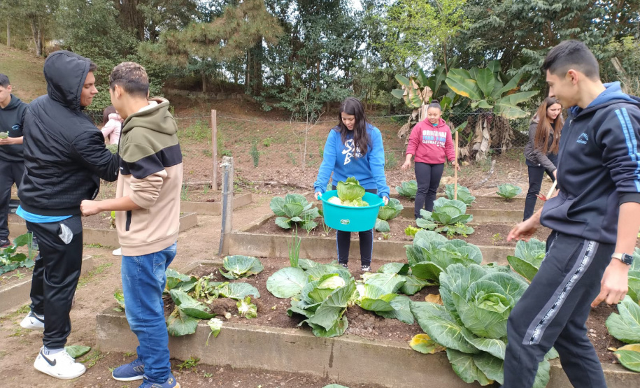Hortas nutrem novos saberes e escolhas saudáveis nas escolas da rede pública do Paraná