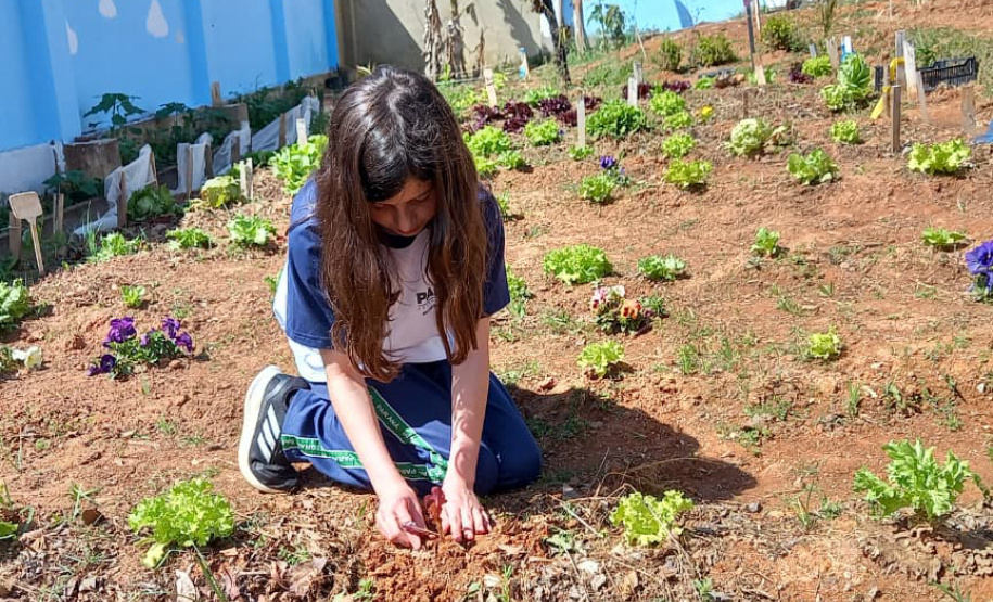 Hortas nutrem novos saberes e escolhas saudáveis nas escolas da rede pública do Paraná