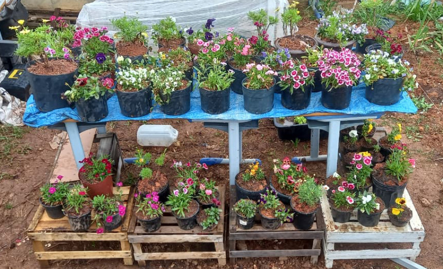 Hortas nutrem novos saberes e escolhas saudáveis nas escolas da rede pública do Paraná