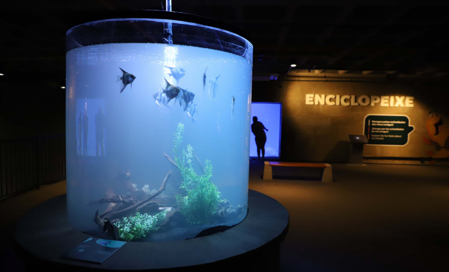 Novo atrativo: Foz do Iguaçu ganha um dos maiores aquários da América Latina