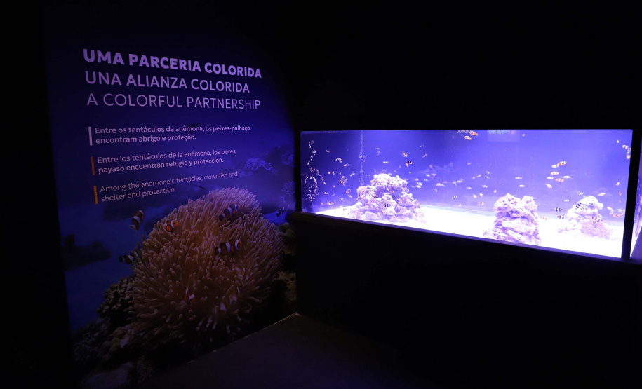 Novo atrativo: Foz do Iguaçu ganha um dos maiores aquários da América Latina