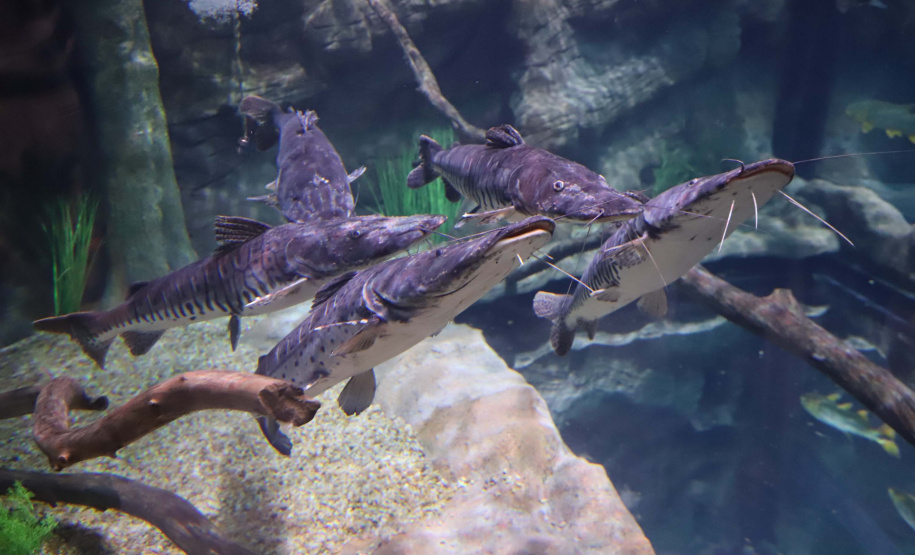 Novo atrativo: Foz do Iguaçu ganha um dos maiores aquários da América Latina