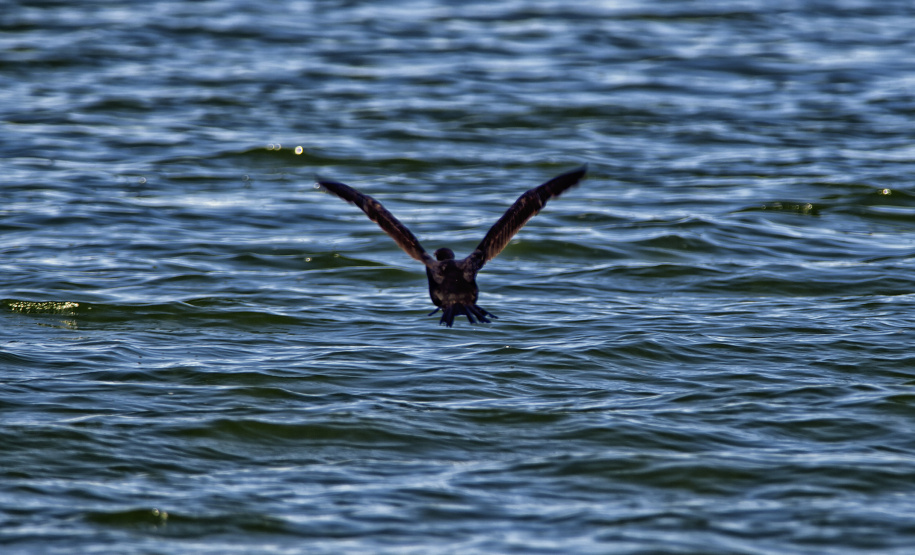 Programa de Conversão de Multas permite que cidadãos que receberem penalidades em razão de crimes ambientais possam destinar o valor para um dos 20 projetos sustentáveis executados pelo IAT