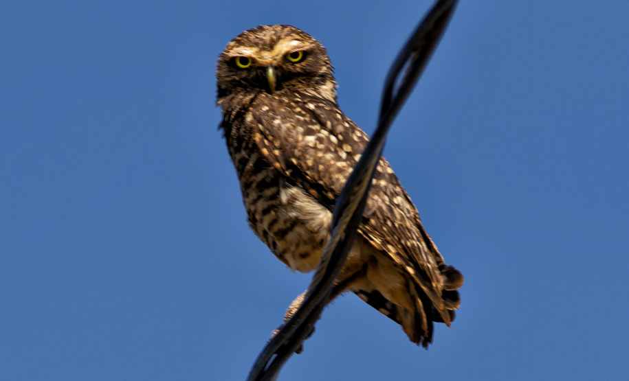 Programa de Conversão de Multas permite que cidadãos que receberem penalidades em razão de crimes ambientais possam destinar o valor para um dos 20 projetos sustentáveis executados pelo IAT