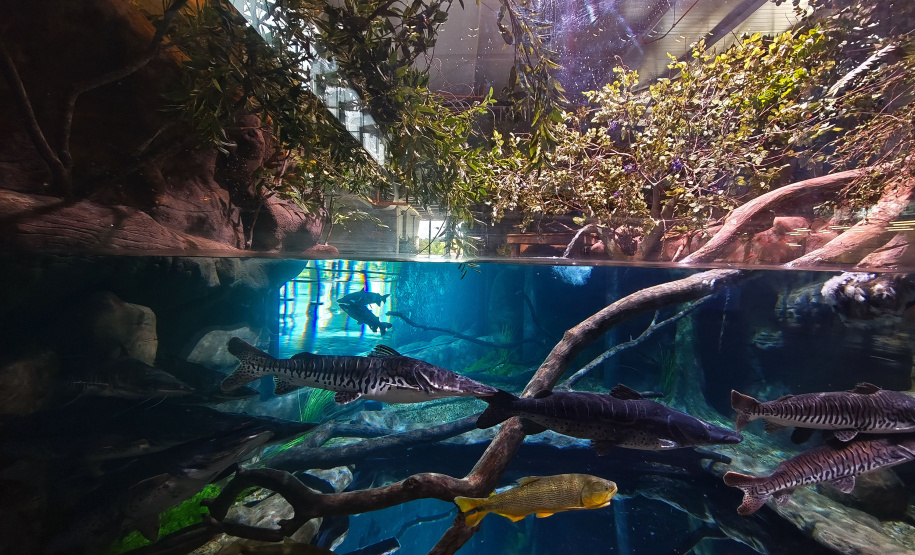 Novo atrativo: Foz do Iguaçu ganha um dos maiores aquários da América Latina