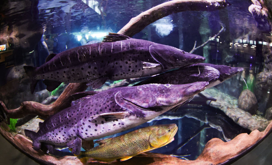 Novo atrativo: Foz do Iguaçu ganha um dos maiores aquários da América Latina