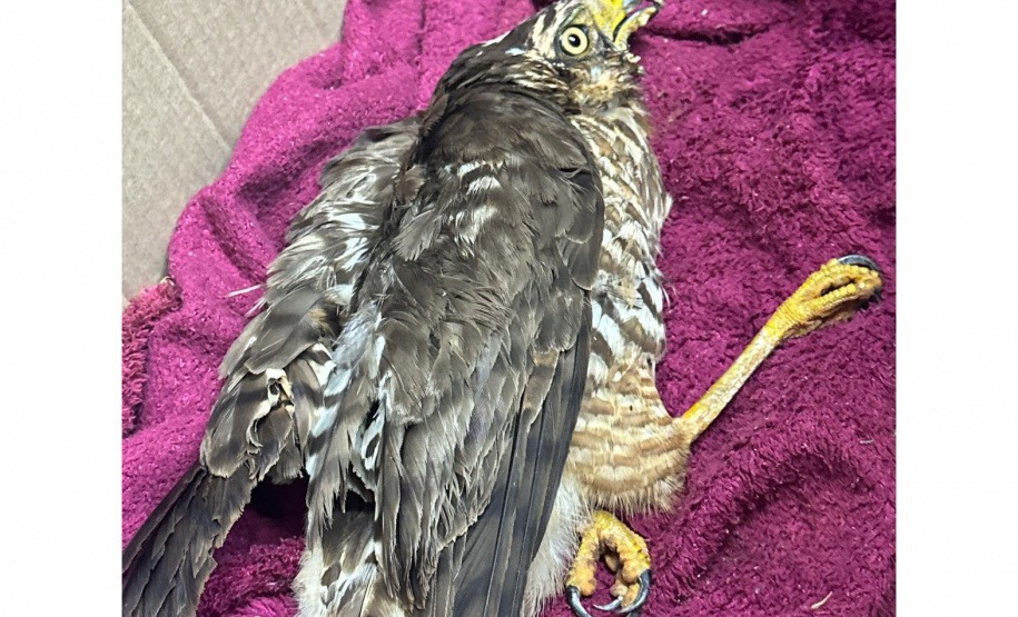 Rede Estadual de Manejo de Animais em Desastres (REMAD) já atendeu mais de 2.300 animais na região destruída pelo tornado da semana passada